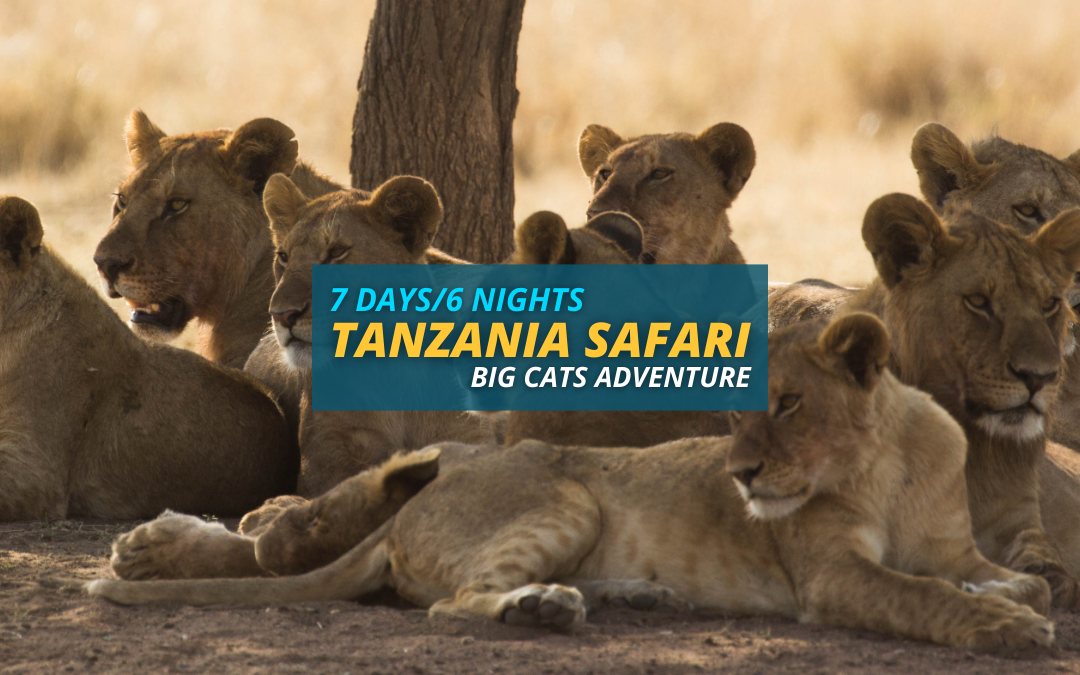 Tanzania Big Cats Adventure Safari – 7 Days/6 Nights
