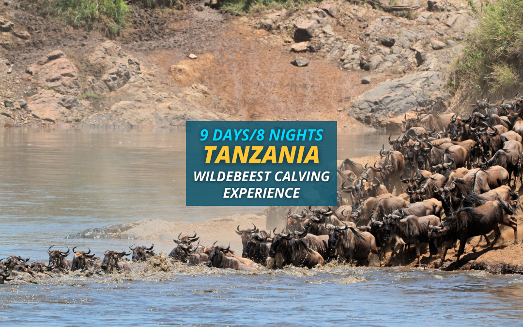 Tanzania Wildebeest Calving Experience Safari – 9 Days/8 Nights