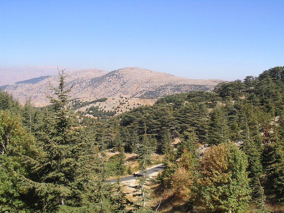 Cedars of Lebanon, at the Al Shouf Cedar Nature Reserve