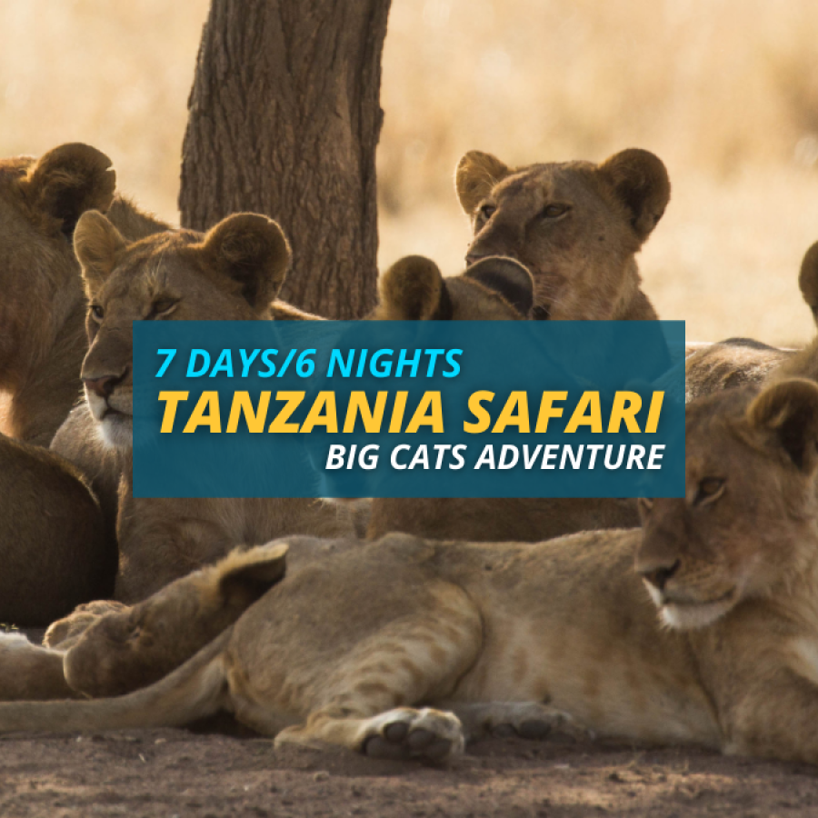 Tanzania Big Cats Adventure Safari – 7 Days/6 Nights