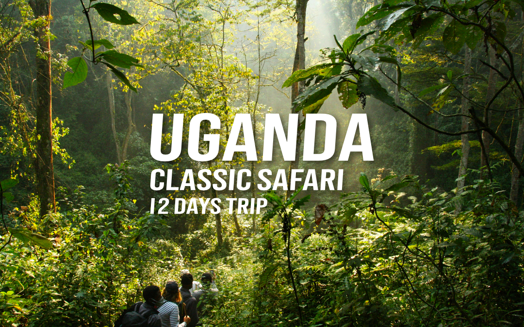 Uganda Classic Safari - 12-DAYS TRIP